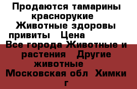 Продаются тамарины краснорукие . Животные здоровы привиты › Цена ­ 85 000 - Все города Животные и растения » Другие животные   . Московская обл.,Химки г.